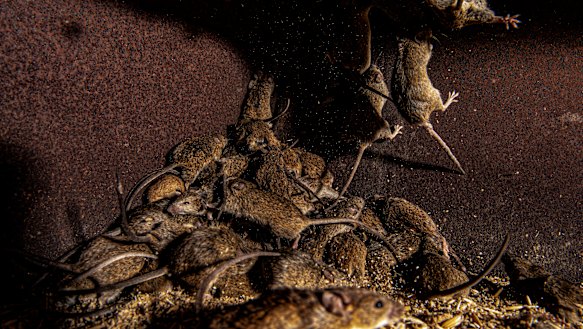 Mice in plague proportions cost farmers tens of thousands of dollars.