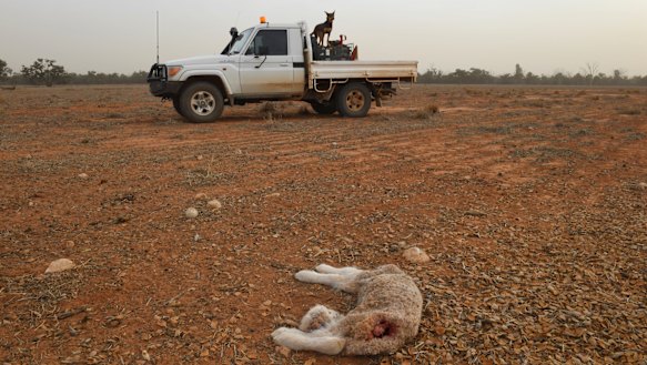 A drought-affected property near Balranald in south-west NSW. A new report says investments to improve water use efficiency may underestimate the water lost to the environment.