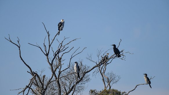 Birds at the Heart Morass wetlands in Gippsland. The EPA has issued warnings about consumption of ducks and fish caught in the area.