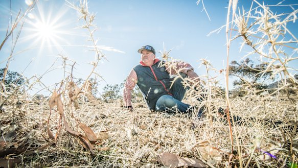 Andrew Geikie, who says the ACT desperately needs rain, in a dry paddock on his farm.