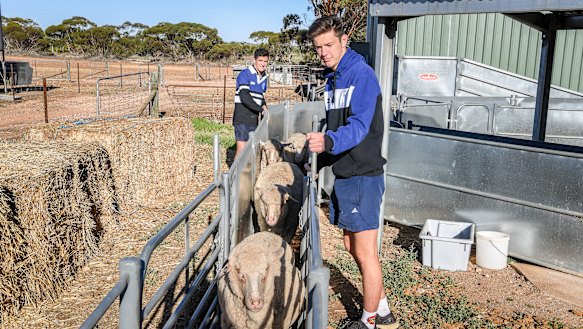 Murrayville Community College students taking care of the school's merino herd