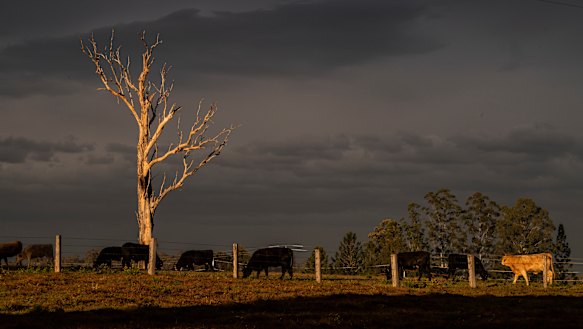 Drought-affected country near Grafton in NSW.