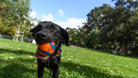 A dog and its ball in an off-leash Sydney park.