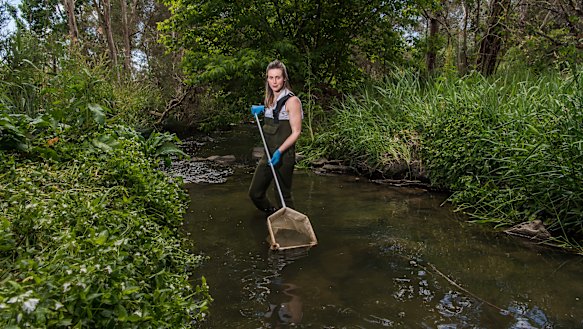 Dr Richmond collecting samples at Brushy Creek