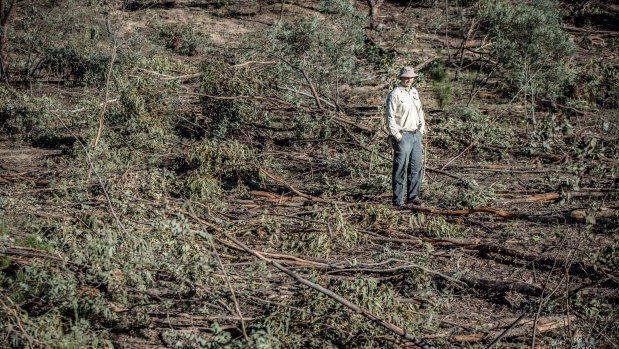 ACT Parks and Conservation ranger-in-charge James Overall among the damage done to a hardwood corridor of native trees in the Pierces Creek Forest.