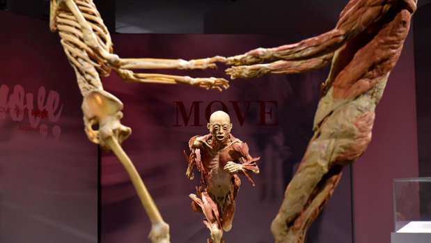 A parliamentary inquiry wasn't able to establish the identity of the remains of Chinese people displayed at the 'Real Bodies' exhibit. 