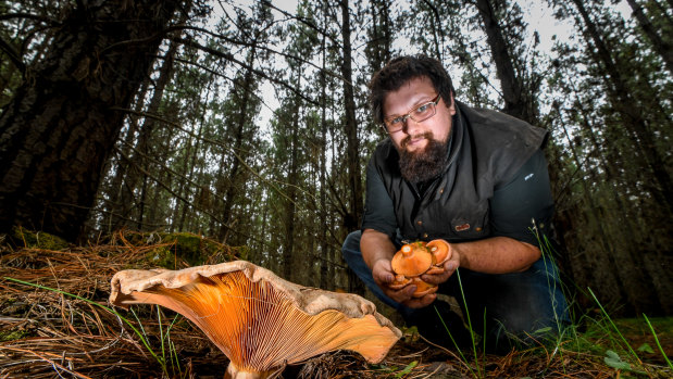 Tim De Vos from Australian Wild Herbs and Mushrooms hunting for pine mushrooms. 