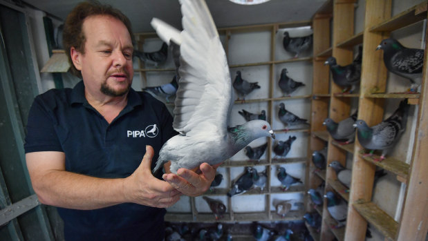 Ivan Fonti will be releasing his pigeons this Anzac Day and is calling for other pigeon flyers to do the same.
