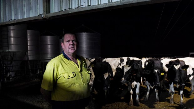 Riverina dairy farmer Malcolm Holm in front of his milking herd at his Finley, NSW farm.