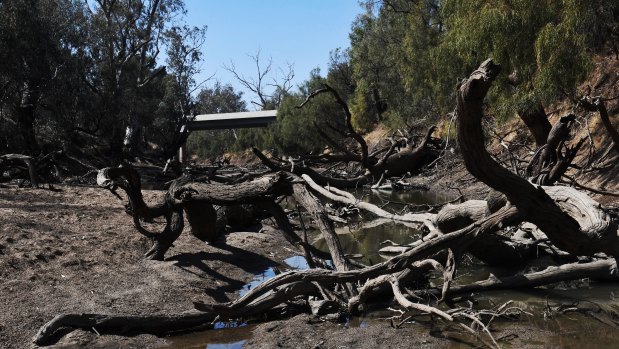 The dry Namoi River near Wee Waa in north-west NSW after months of drought.