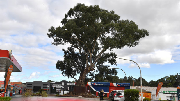 A 300-year-old eucalyptus that is set to be cut down for the North East Link has won Victoria Tree of the Year.