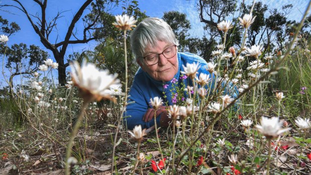 Sally White gets up close to native flowers in Anglesea. 