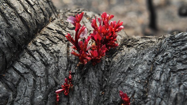 Ecologists will spend the next few months conserving, managing and studying bushfire affected ecosystems.