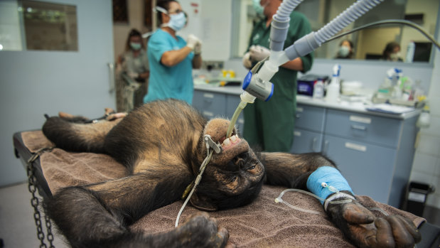 Six-year-old Fumo lies on the operating table at the Taronga Zoo veterinary hospital.