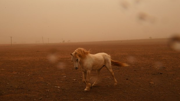 A horse pictured in dust as winds hit Dubbo.