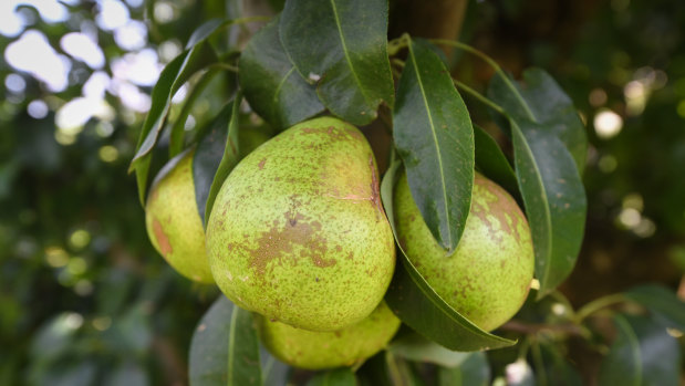 Ripe pears in Gregory and Maria Lekatsas' garden. 