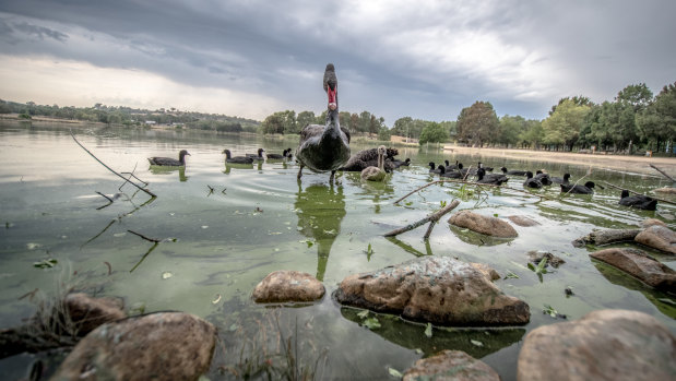 "Extreme" blue-green algae blooms in Lake Tuggeranong pose a big threat to humans, even if they stay out of the water.
