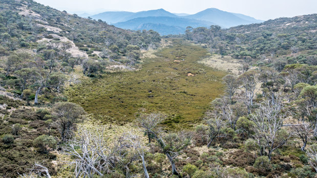 An alpine sphagnum bog at the source of the Cotter River in the Namadgi National Park, a fragile source of  Canberra's water supply.