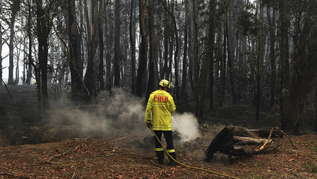 A NSW Fire & Rescue firefighter sprays down a smouldering tree trunk during mopping up in Wingello this month. 