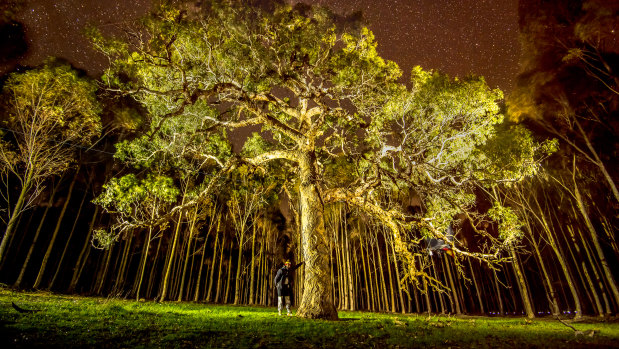 The yellow box tree, widely referred to as the directions tree, which was cut down on Monday.  