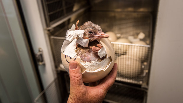 A newborn ostrich can survive for five days after hatching on their yoke meaning breeding stock can be shipped around the world. 