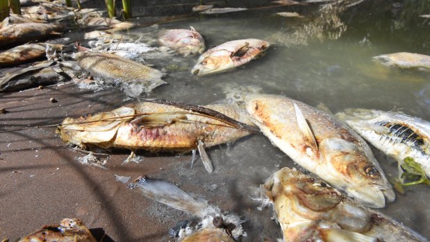 Days after a mass fish kill in the Darling River at Menindee, hundreds of carcasses were still on the river bank near the town.