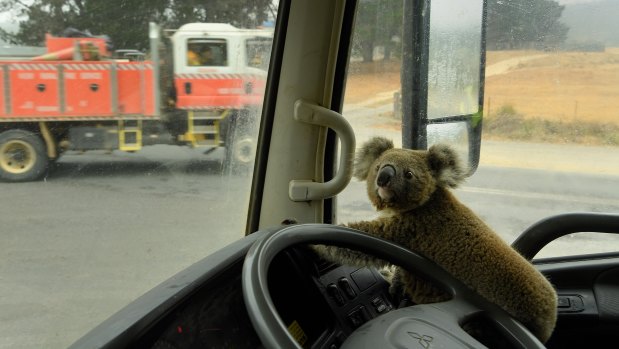 The koala, dubbed Tinny Arse, sits in his rescuer's water tanker.