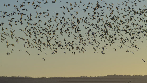 A large flock of Corella arrive in Terara at sunrise from nearby Nowra