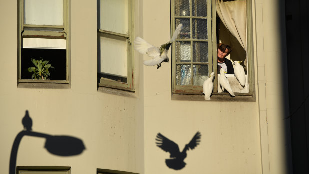 A Kings Cross resident feeds a gang of cockatoos gathered outside his kitchen in the late autumn afternoon sunlight.