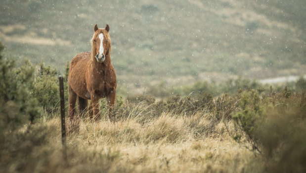 A wild brumby in the Kiandra high country, in the NSW Snowy Mountains.