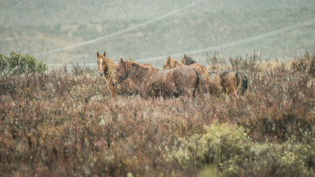 Brumbies in the high country near Kiandra, in Kosciuszko National Park.