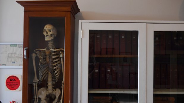 A skeleton at Lucy Osburn Museum whose doors are unlocked for Sydney Open next month.