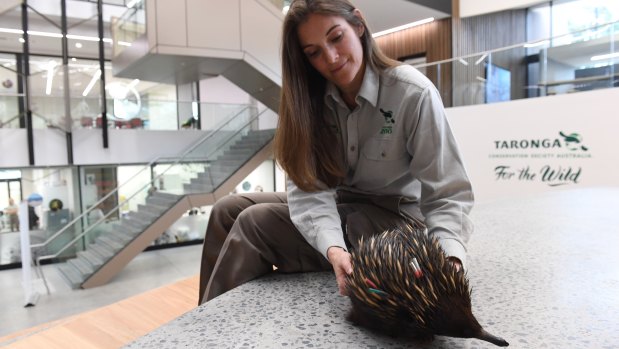 Zoo nutritionist Michelle Shaw is on a team of scientists researching echidna quills, in a bid to help the fight against illegal traffickers.