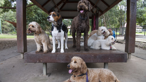 Outdoor doggy daycare owner Alicia Spano says demand for her services is higher than ever.
