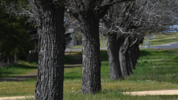 Digby's Avenue of Honour is still a place of pilgrimage.