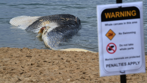 A warning sign is seen  on Monday in front of a large whale carcass that washed up on Wattamolla Beach, in the Royal National Park, south of Sydney. 