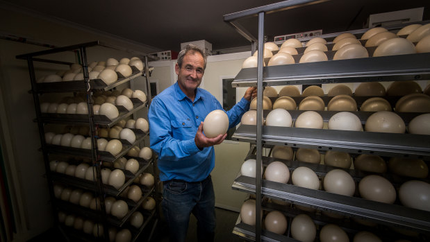 Last year, Hastings sent around 500 chicks to Pakistan for breeding and this year he's looking to kickstart the domestic egg market for unfertilised eggs. 