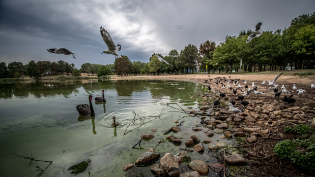 Birds swim and eat in the blue-green algae-contaminated waters of Lake Tuggeranong.