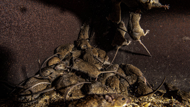 Mice in plague proportions cost farmers tens of thousands of dollars.
