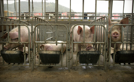 Many farmers had fattened their pigs in anticipation of a recovery in pork prices.