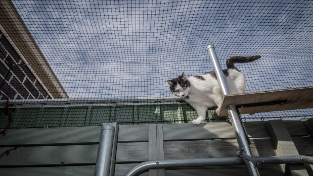 Cat containment is being expanded into Whitlam in the Molonglo Valley.
