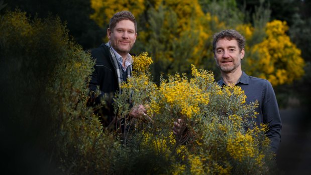 Psychae Institute co-directors Jerome Sarris and Daniel Perkins with acacia, a native Australian plant containing DMT, a key ingredient used in ayahuasca preparations.