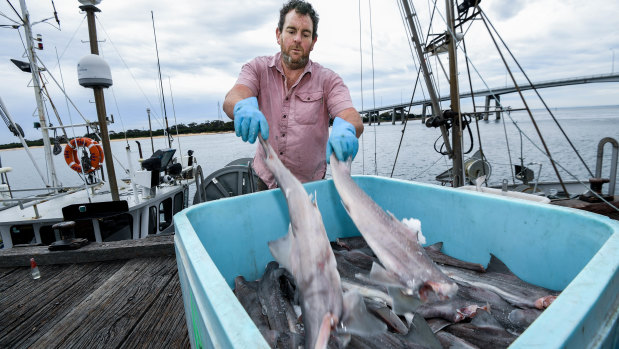Fisherman Wayne Dredge unloads a catch of shark from his boat at San Remo.