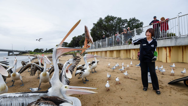 Val Dohl from the San Remo Fishermans Co-operative feeding the pelicans. 