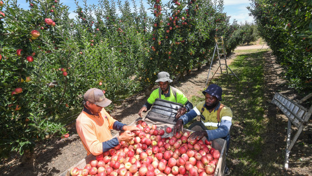 Fruit pickers at work in the Goulburn Valley this week. 