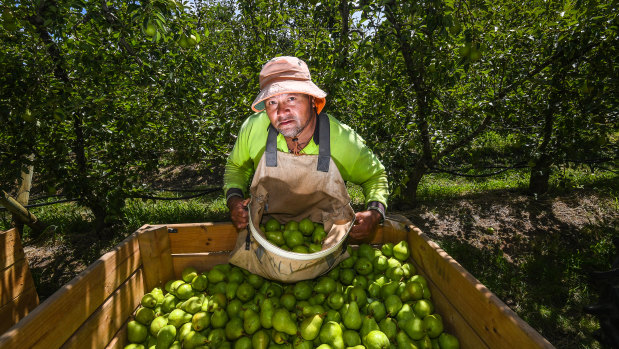 Fruit picker Leleiga Fetui. at work in Orrvale. 