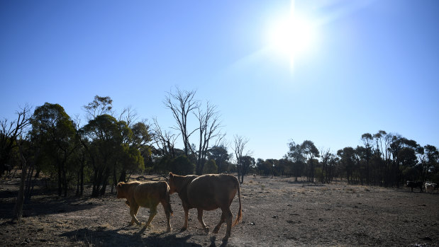 Cattle belonging to the Cookson family is seen along a stock route near St George, Queensland. The Cooksons' Koomalah property, near Dirranbandi, has been in drought for the past six years and cannot sustain livestock. 