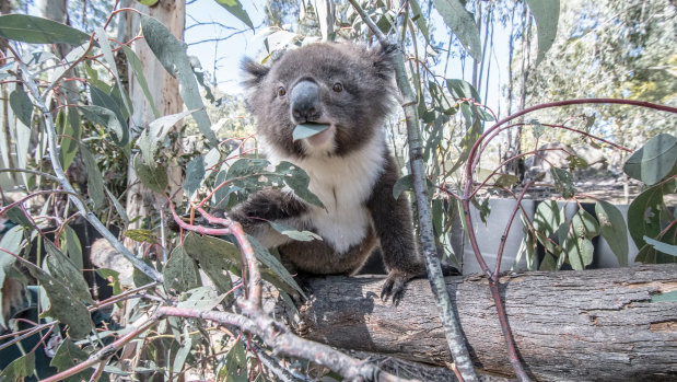 Urban sprawl leads to habitat loss for animals such as koalas.