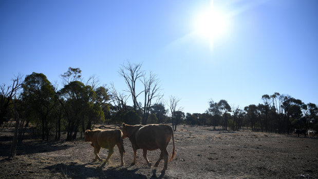 Cattle on a stock route near St George in central southern Queensland - a region in its sixth year of drought. 