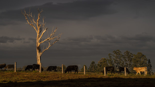 Drought-affected country near Grafton in NSW.